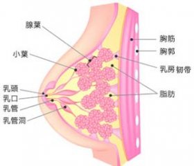 内分泌失调女性小心得乳腺纤维瘤