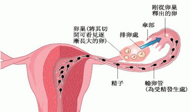 输卵管病理解剖图?
