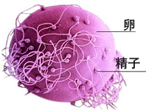 女性免疫性不孕原因