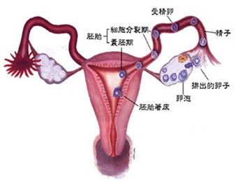 点击在线咨询：女性输卵管切除后还能怀孕吗?