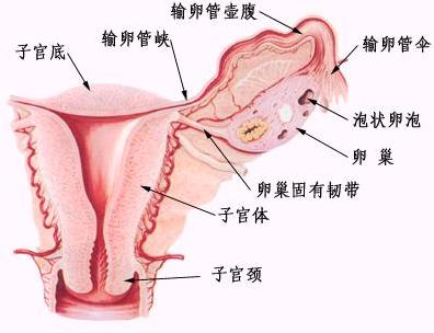 附件炎的图例