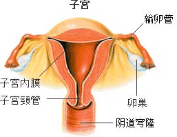 关于子宫内膜厚的危害有哪些