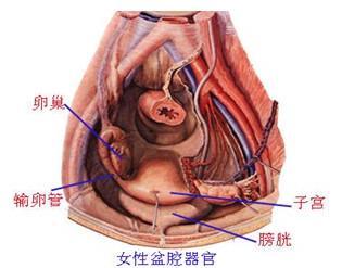 盆腔积液影响怀孕吗