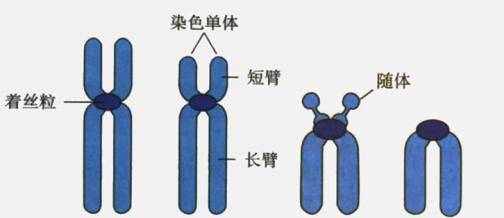 人类10个糟糕遗传特征